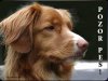 Kanadský retrívr Nova Scotia duck tolling retriever