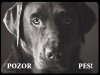 Labrador černý