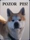 Akita inu 3