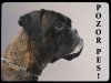 Boxer 1
