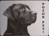 Labrador černý 2