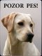 Labrador retrívr 2