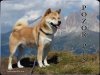 Akita inu 1