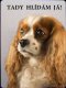 Kavalír King Charles španěl Blenheim