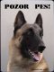 Belgický ovčák Malinois 2