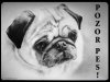Mops