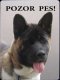 Americká Akita