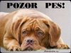 Bordeaux doga 1