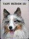 Šeltie Sheltie 3