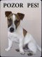 Jack Russel terier 1