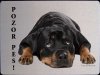 Rotvajler (Rottweiler) 3