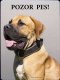Boerboel Búrský buldok 1